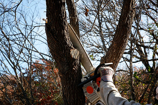 Best Emergency Tree Removal  in Eufaula, AL