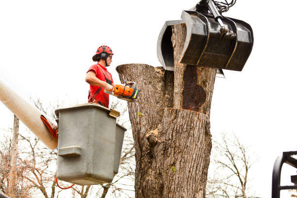 Best Palm Tree Trimming  in Eufaula, AL
